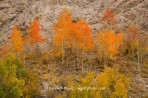 fall color, Colorado, Cottonwood Canyon, red, trees